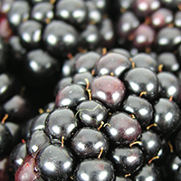 Blackberry Vinaigrette
